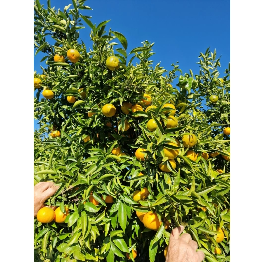 Mandarynka Niewoskowana Premium Clemenules 1KG